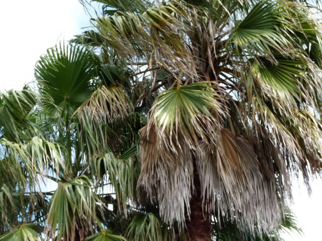 Cabbage tree palms for making hats